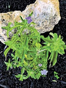 article image - 